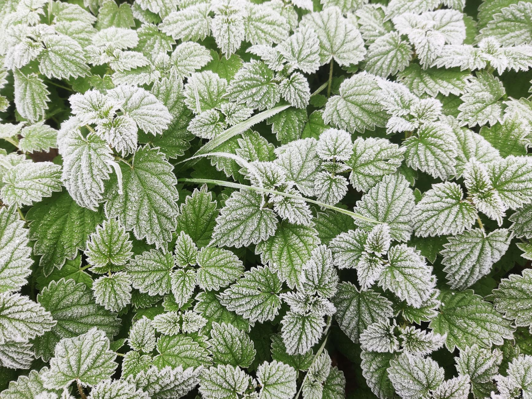 Zbliżenie oszronionych liści pokrzywy ukazujące ich strukturę